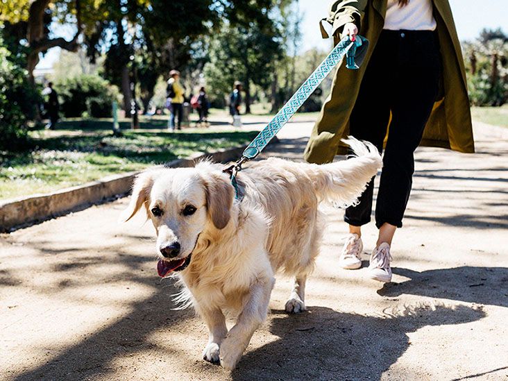 How to apply for a medical alert dog