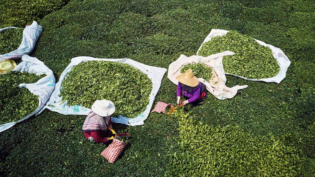 People harvesting tea leaves.-2