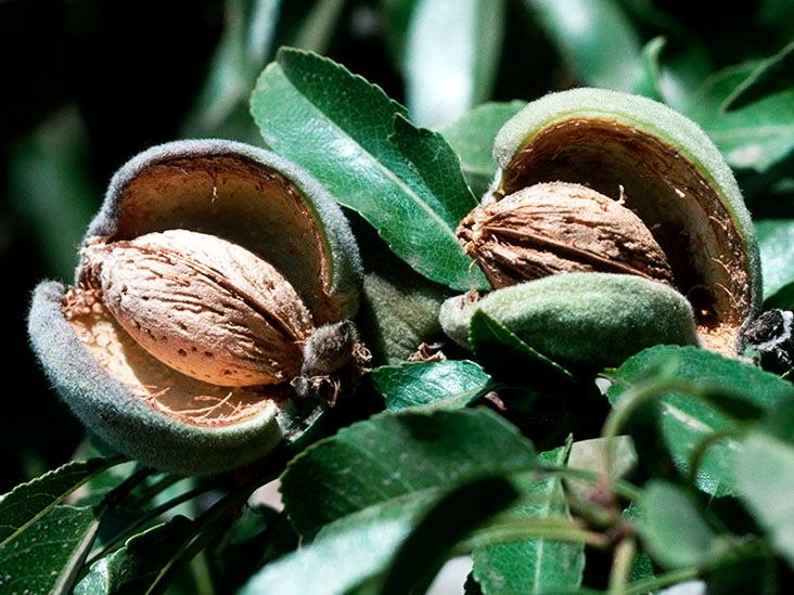 7 health benefits of almonds