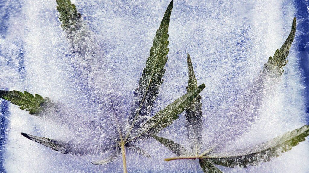 Two cannabis leaves under bubbles of water