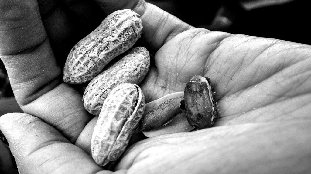 사람 손바닥 위에 놓인 땅콩을 흑백으로 클로즈업한 사진