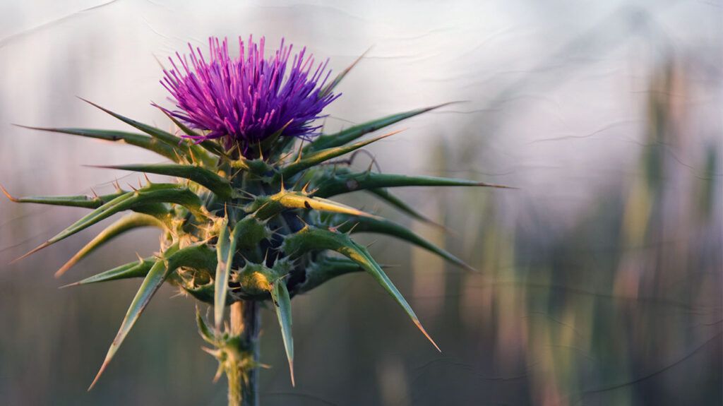A milk thistle flower 1