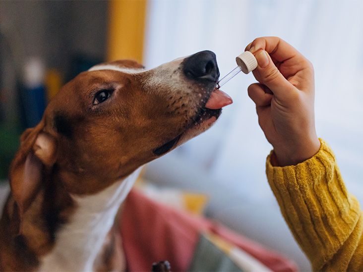 A dog owner's guide to gabapentin: Uses, dosage, and safety