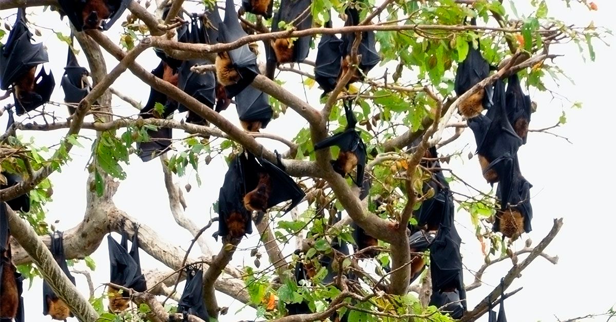 What is the Nipah virus and what is the risk of a global outbreak?