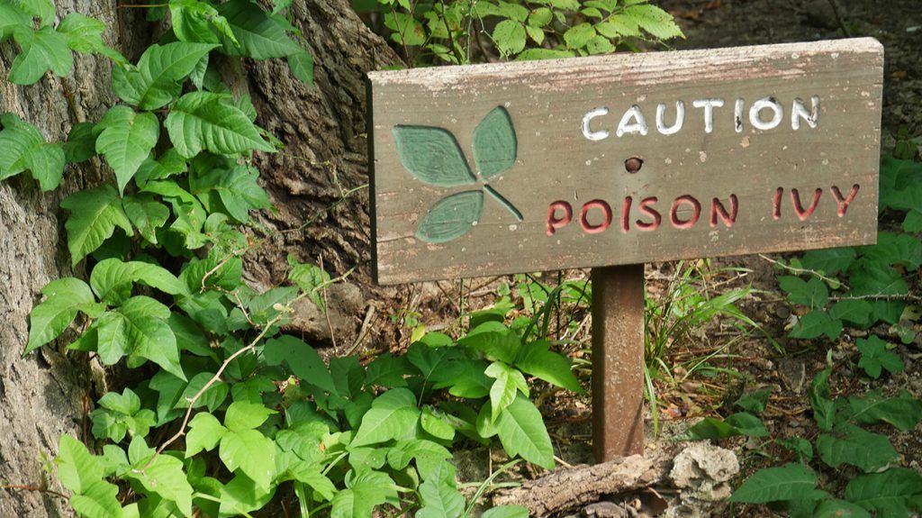 A wooden caution poison ivy sign 1