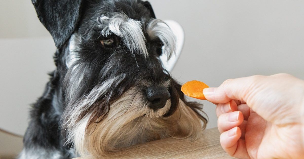 Human foods for dogs: Which foods are safe for dogs?