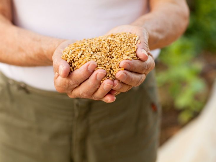 Daily whole grains could support heart health, weight loss