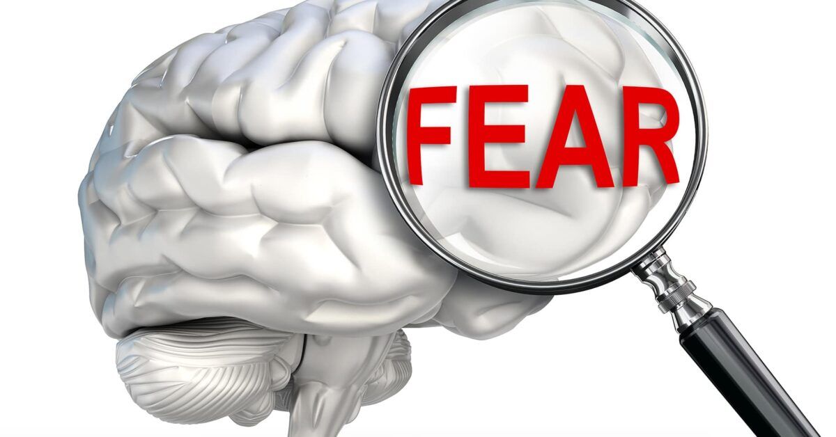 Mouse Study How Fear Turns Into Chronic Anxiety Mouse Study How Fear Turns Into Chronic Anxiety