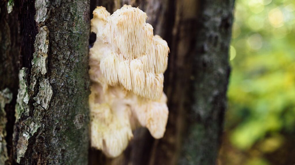 Lion's mane mushroom growing on tree