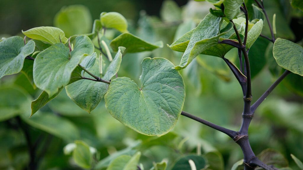 Kava kava plant, Piper methysticum