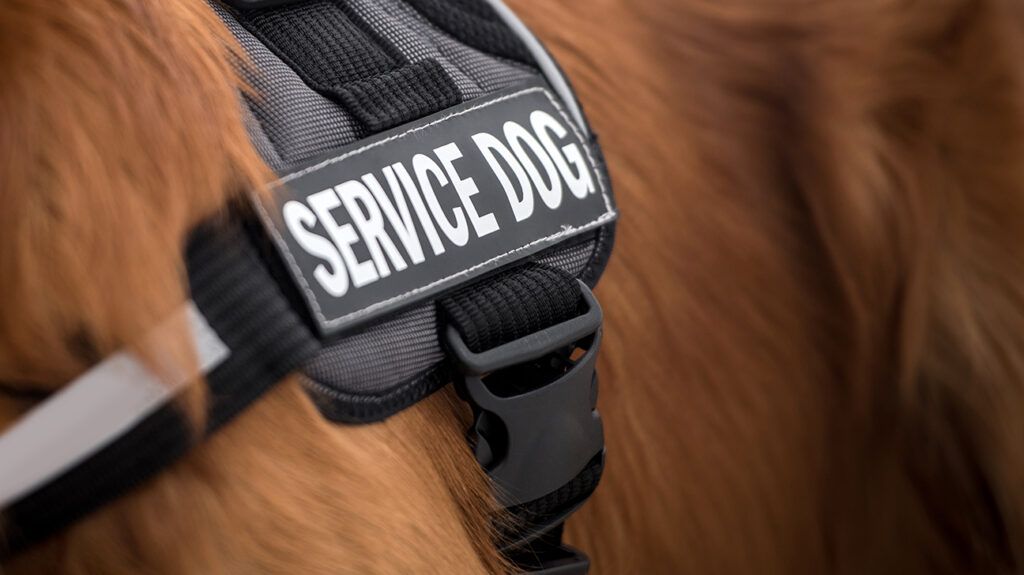 close up of fur and vest of a psychiatric service dog