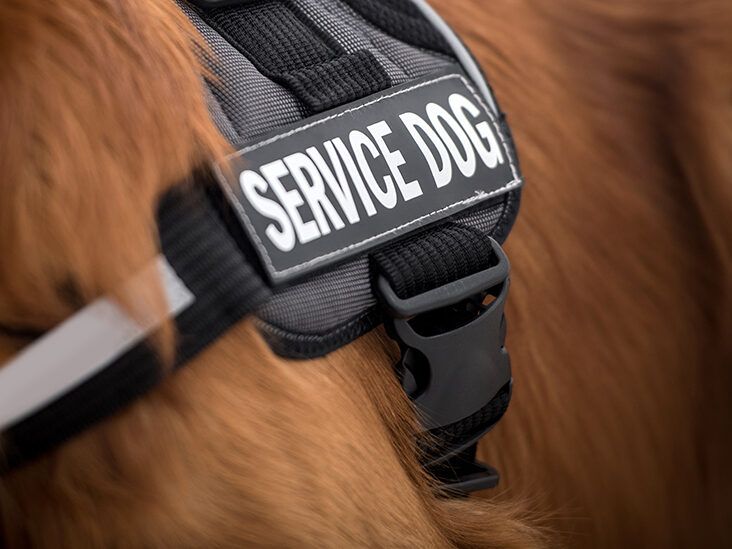 https://media.post.rvohealth.io/wp-content/uploads/sites/4/2022/01/close-up-service-dog-vest-732x549-thumbnail-732x549.jpg