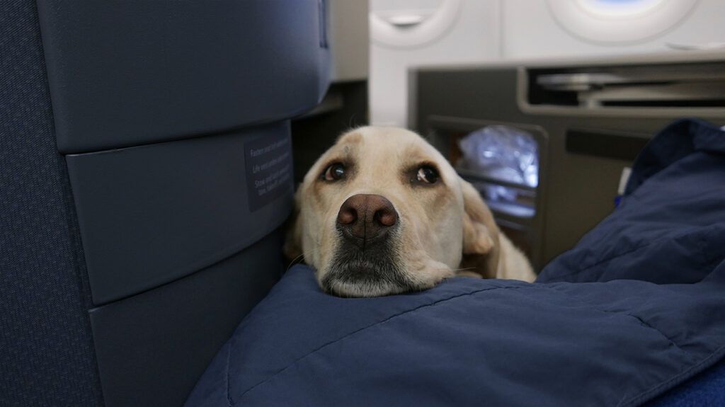 service dog for anxiety applying pressure therapy