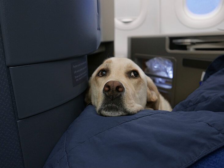 https://media.post.rvohealth.io/wp-content/uploads/sites/4/2022/01/labrador-retriever-service-dog-on-airplane-732x549-thumbnail-732x549.jpg