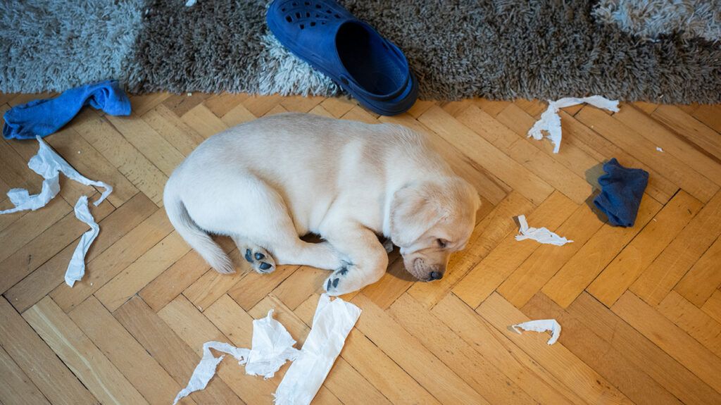 Puppy on floor amidst toilet paper torn to shreds, owner has puppy depression