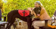 How Much Does A Service Dog For Depression Cost