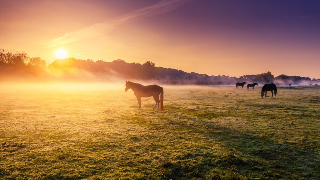 Horses grazing. Dr. John Gottman's 4 horsemen of the apocolypse
