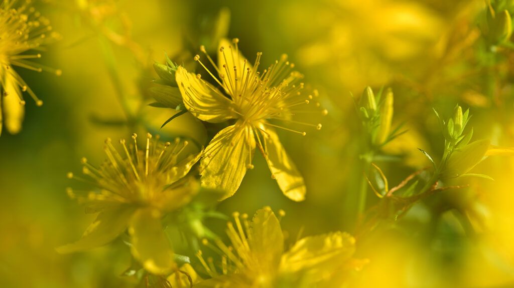 St John's wort, a yellow flower used in herbal medicine