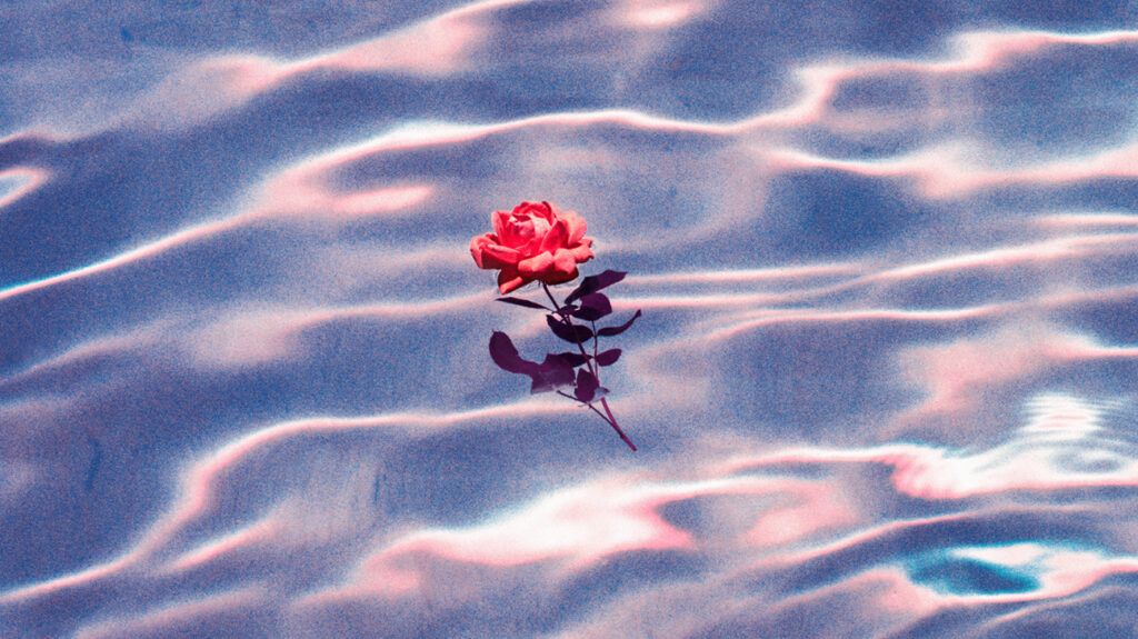 Rose floating in swimming pool