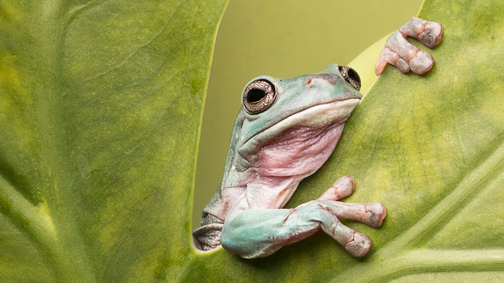Frog on a leaf, symbolic of anxiety symptom of lump in the throat