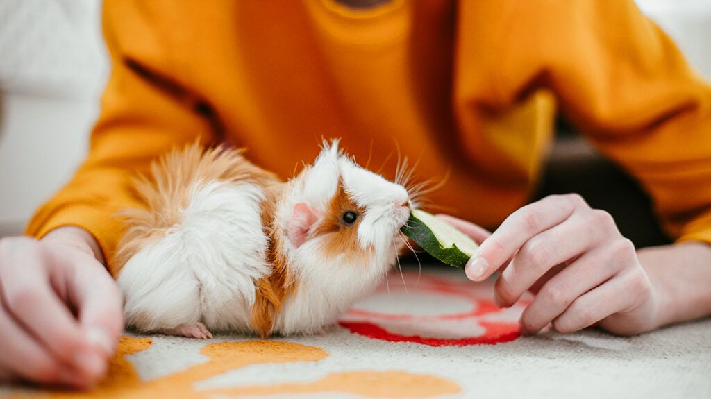 Child getting mental boost from feeding their guinea pig pet vegetables