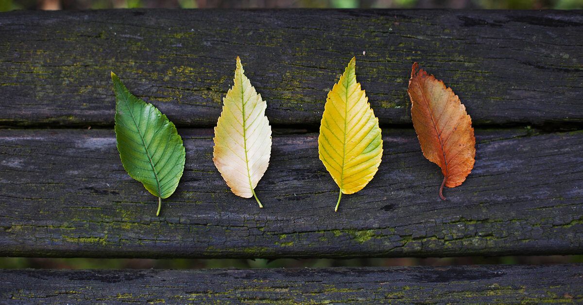 Seasonal Changes and Bipolar Disorder Are They Connected?