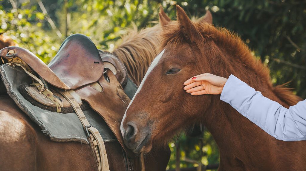 hand petting horse as part of  equine therapy to help with anxiety
