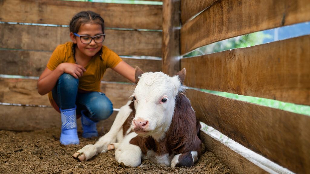 Girl kneeling beside baby cow, ready to hug it