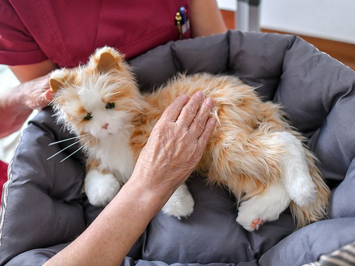 https://media.post.rvohealth.io/wp-content/uploads/sites/4/2022/07/robot-pet-cat-elderly-patient-732x549-thumbnail.jpg