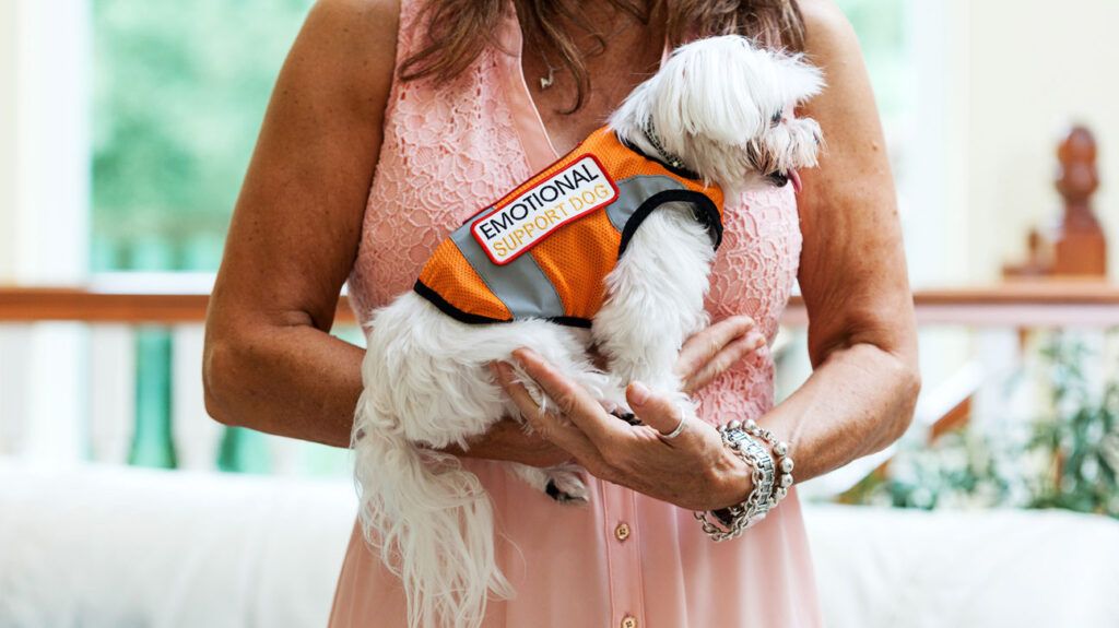 Woman and lap dog with an emotional support animal vest