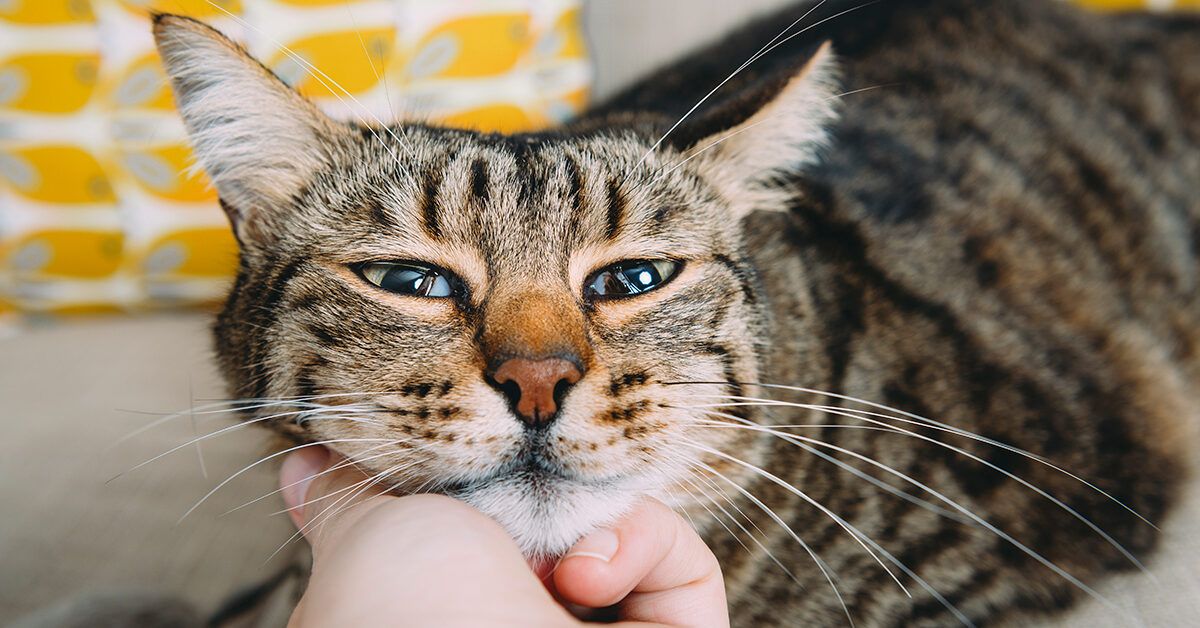 Woman Gets All 17 Cats and Dogs to Pose for Picture