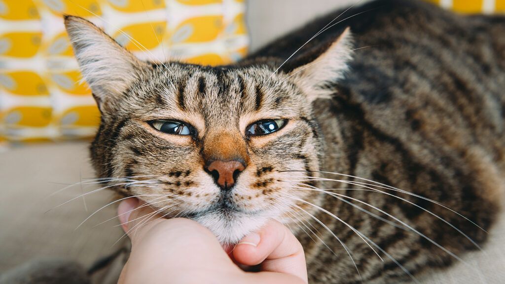 Cat looking in its owners eyes