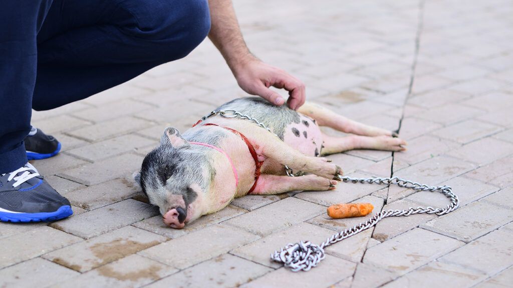 Domesticated pig registered as emotional support animal