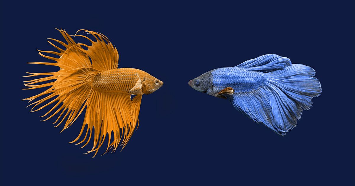 https://media.post.rvohealth.io/wp-content/uploads/sites/4/2022/10/colorful-fish-fighting-face-to-face-1200x628-facebook-1200x628.jpg