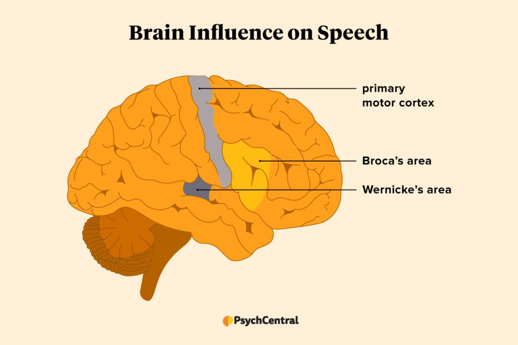 Anatomical image of the brain showing areas responsible for various speech functions.  