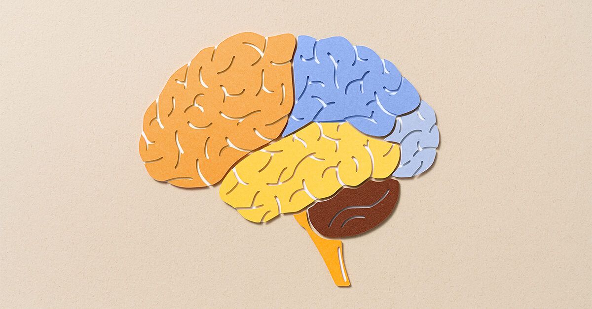 parts of the brain and functions