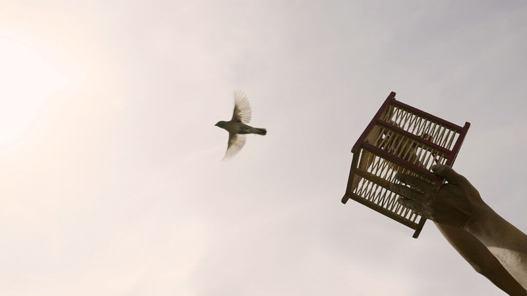 a person releasing a bird from a small cage