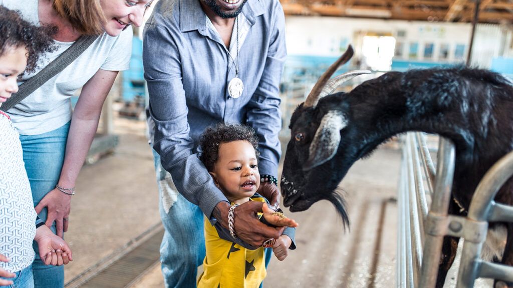 a children feeding a goat at a farm with their family