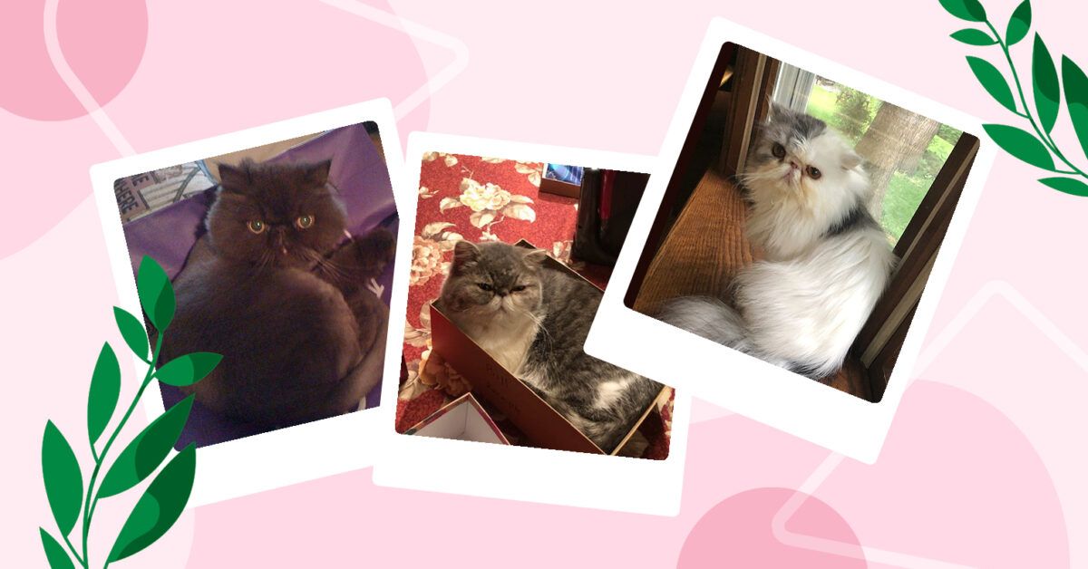 Matching cat icon profile pictures for couples