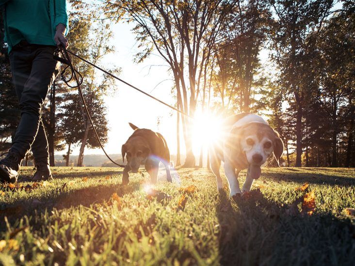 My Furry Migraine Management Assistant