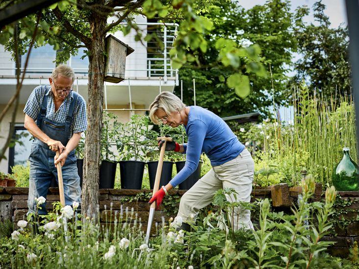 Two older adults gardening