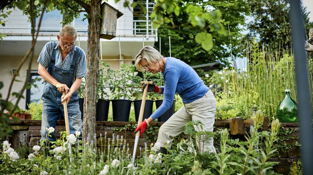 Two older adults gardening