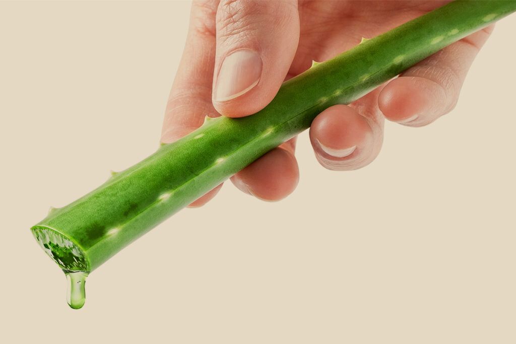 Close up of a person's hand holding an an aloe vera leaf with the gel spilling from the end after they were contemplating the benefits of drinking aloe vera