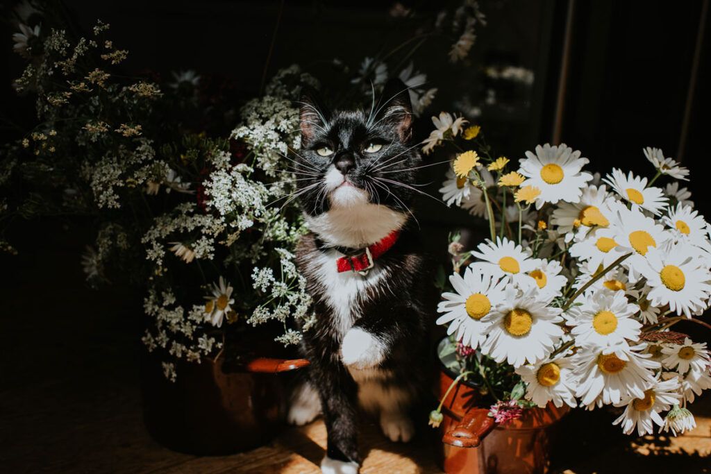 Black and white cat sitting among some flowers with one paw outstretched depicting best antihistamine for cat allergies