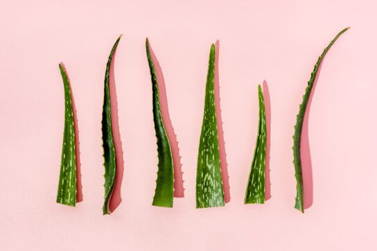 Aloe vera against a pink background, which is a home treatment for scalp psoriasis.
