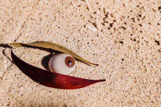 Abstract image of what looks to be an eyeball partially buried in the sand with two long leaves above and below. The leaf above is a yellow-green and the leaf below is a deep red, depicting red under eyes