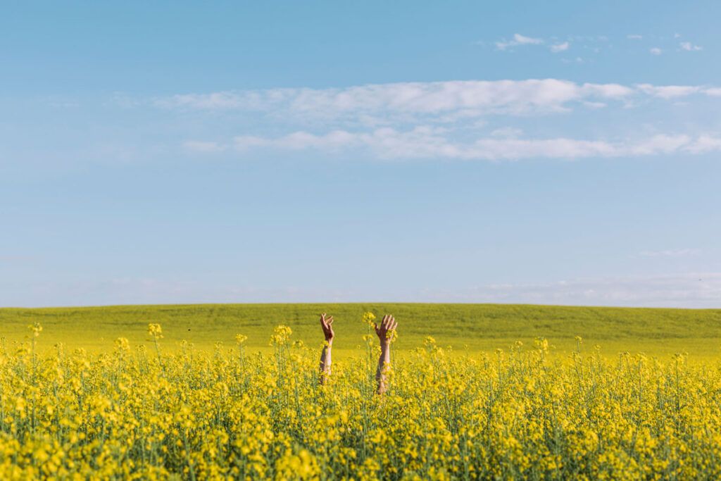 A field filled with yellow flowers with hands reaching up from within the field, representing someone that may take allergy medication and have high blood pressure.
