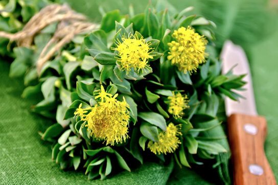The rhodiola flowering plant to depict supplements that can reduce cortisol.