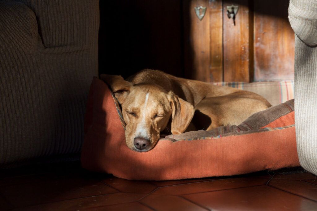 le puedes dar xanax a tu perro para la ansiedad