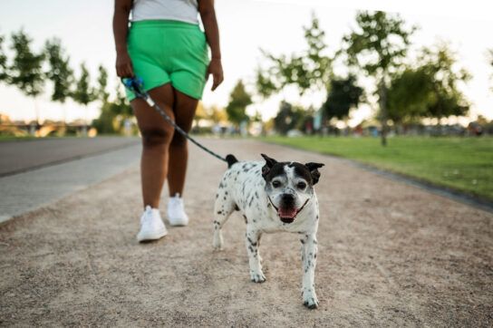 Lower half head on view of a dog owner walking a small, older, black and white dog after reading about how to help a dog with arthritis
